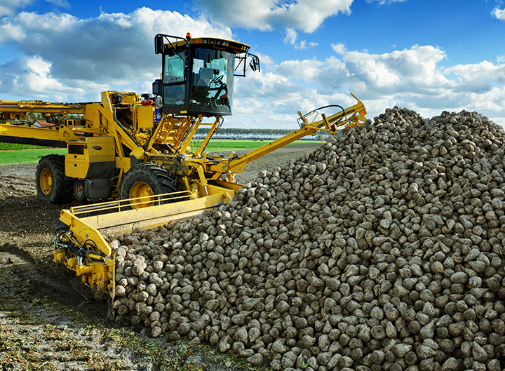 Erntemaschine Zückerrüben